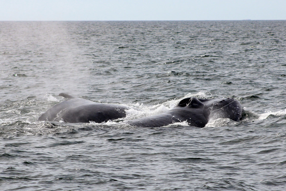 two male humpbacks are fighting in the water