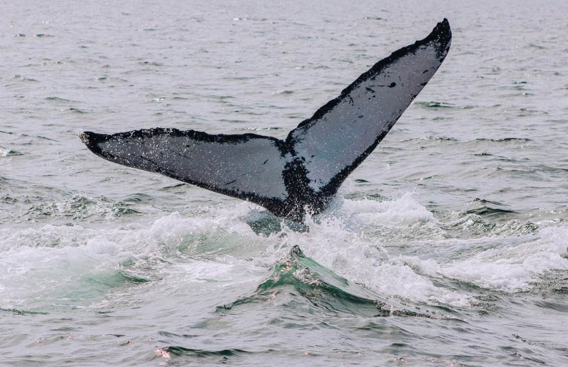 Humpback Whale in the Bay of Banderas