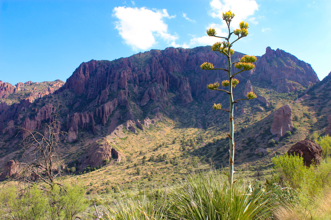 A century plant growing in Big Bend National Park