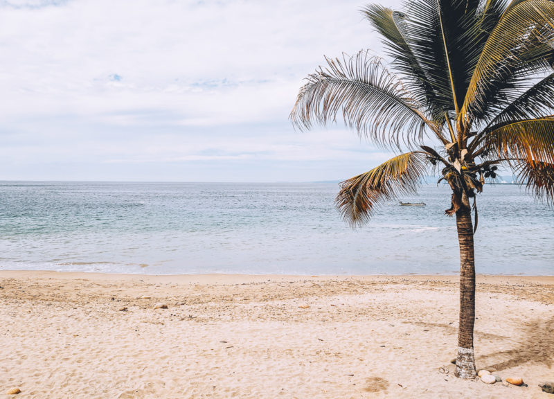 Palm tree along the malecon in Puerto Vallarta