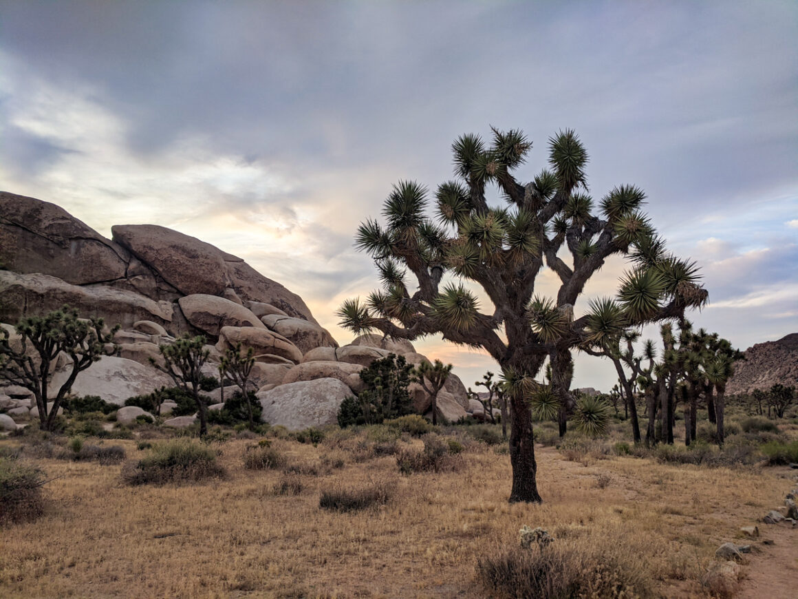 a Joshua Tree in Joshua Tree National Park based on U2 Joshua Tree album one of the best songs for a road trip