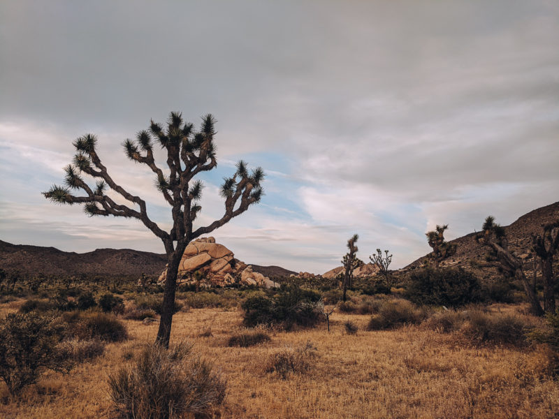 Joshua Tree National Park Guide + Things to Do
