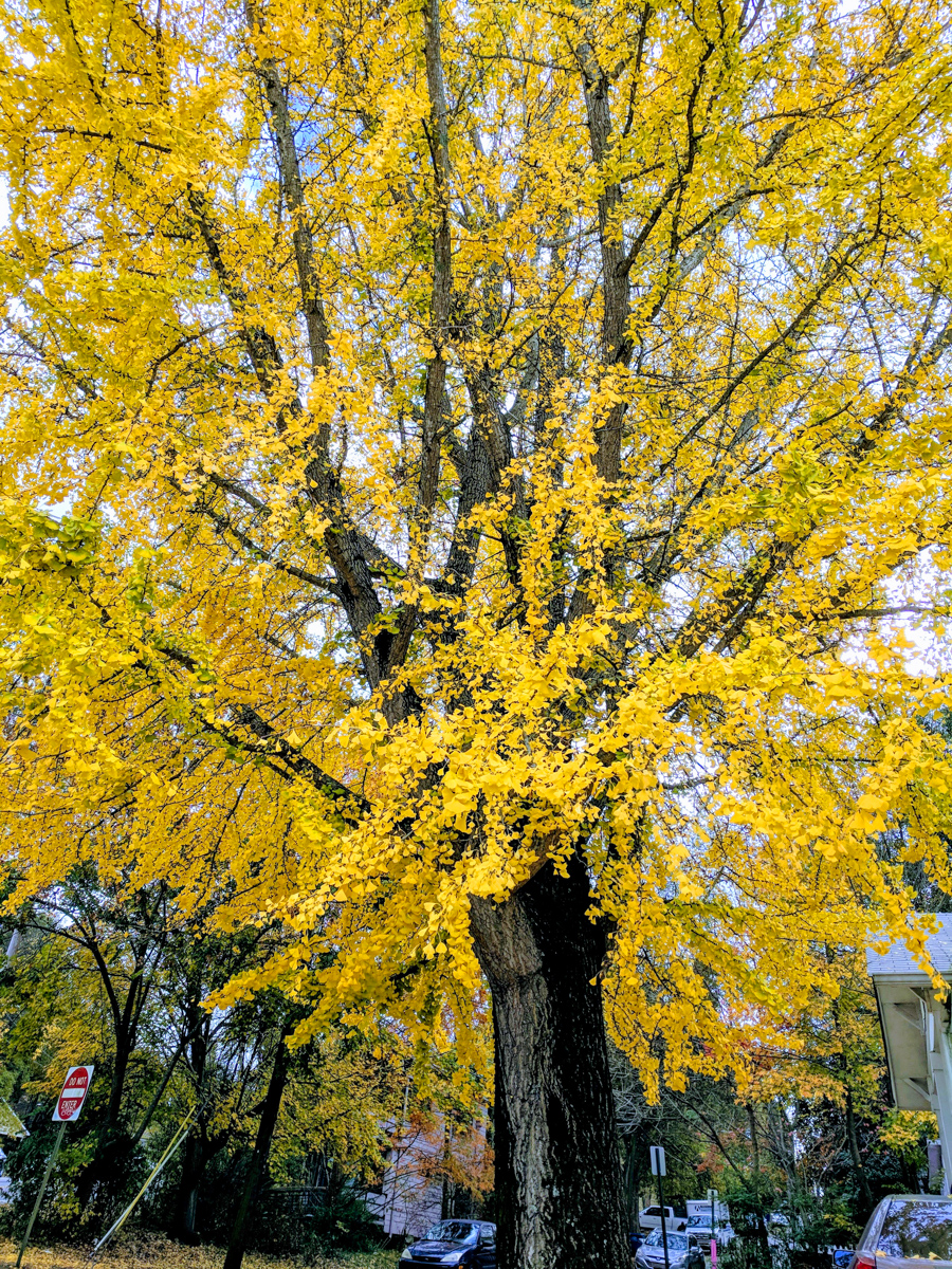 A colorful tree in Atlanta in fall