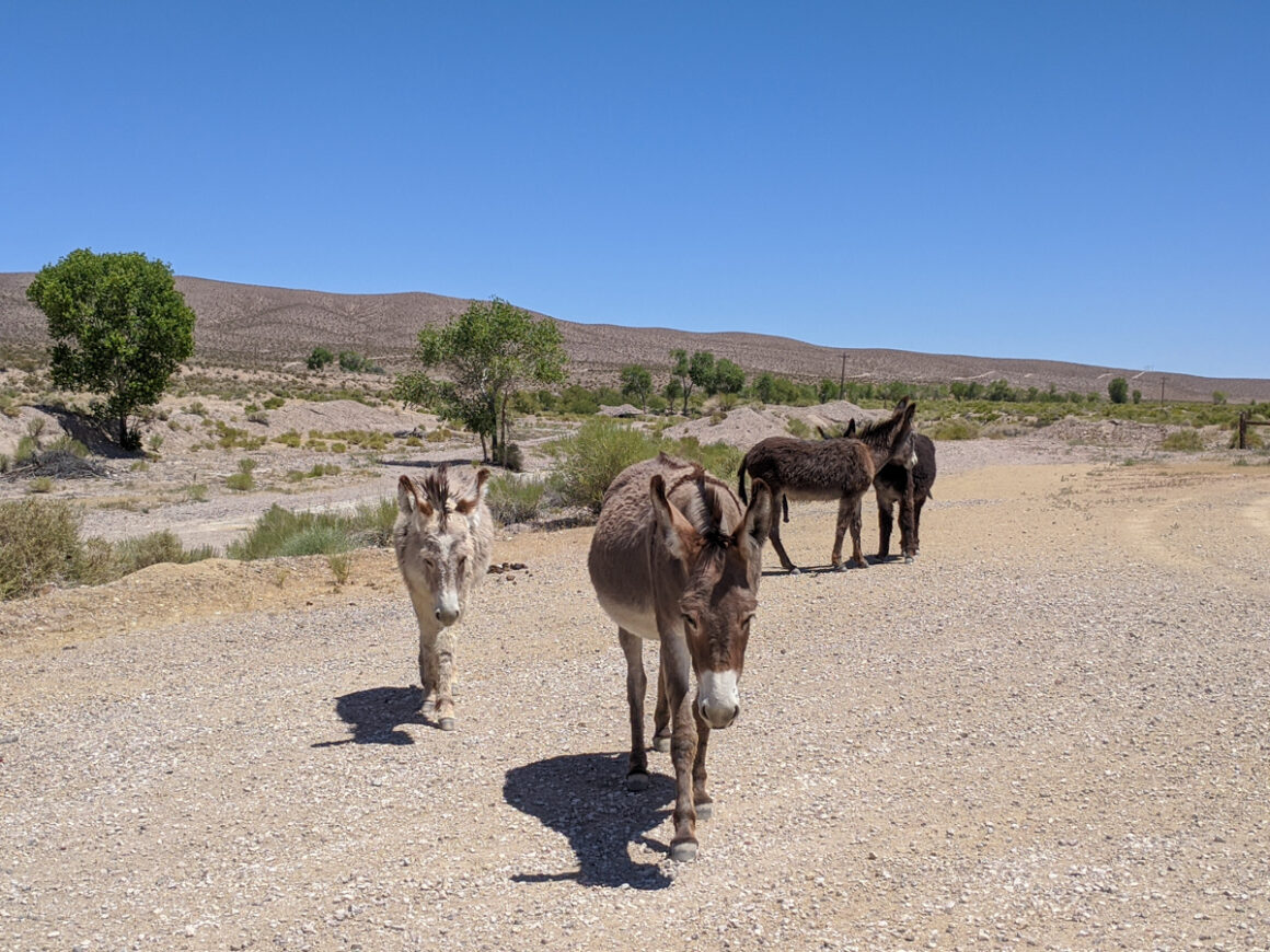 A group of wild burros in Beatty Nevada