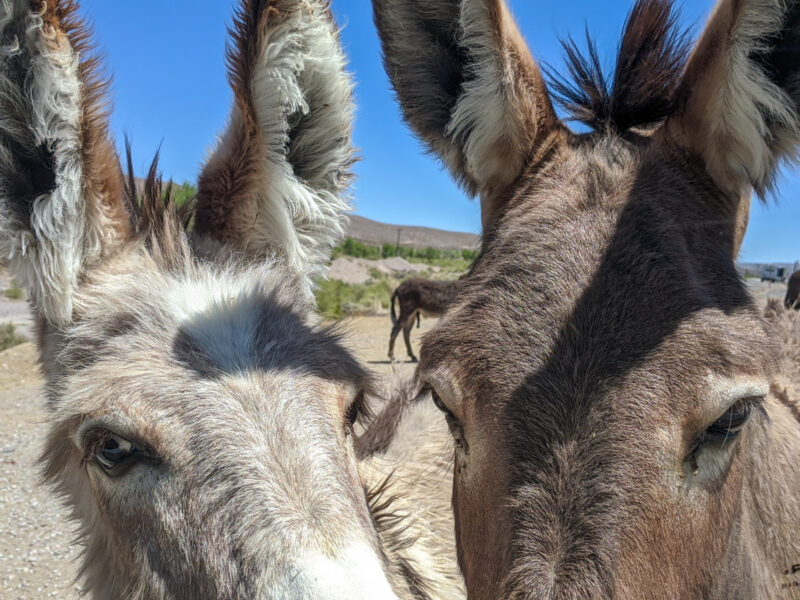 9 Unique Things To Do In Beatty, Nevada Southerner Says