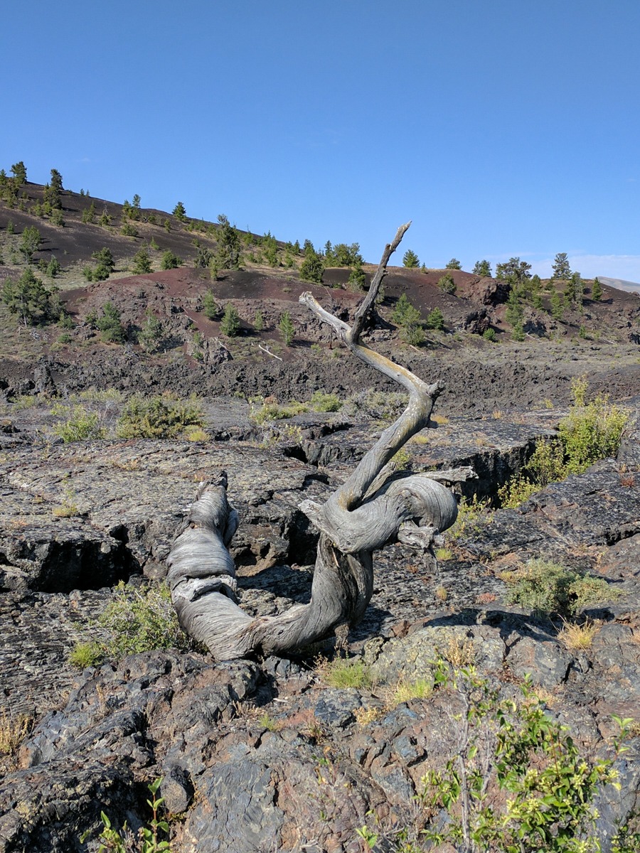a twisted tree at Craters on the Moon National Monument