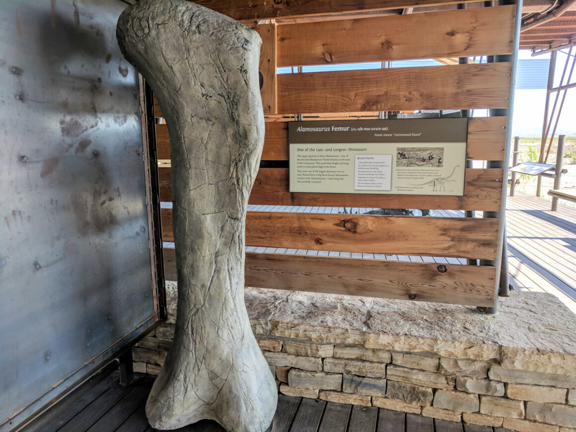 A dinosaur bone at Big Bend National Park