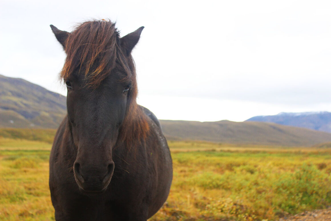 an Icelandic horse in a field