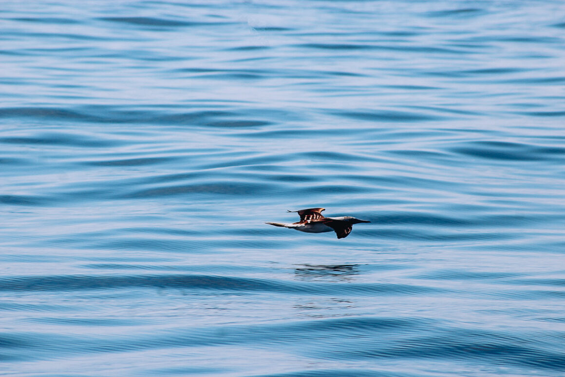a bird flying low over the Bay of Banderas near Puerto Vallarta