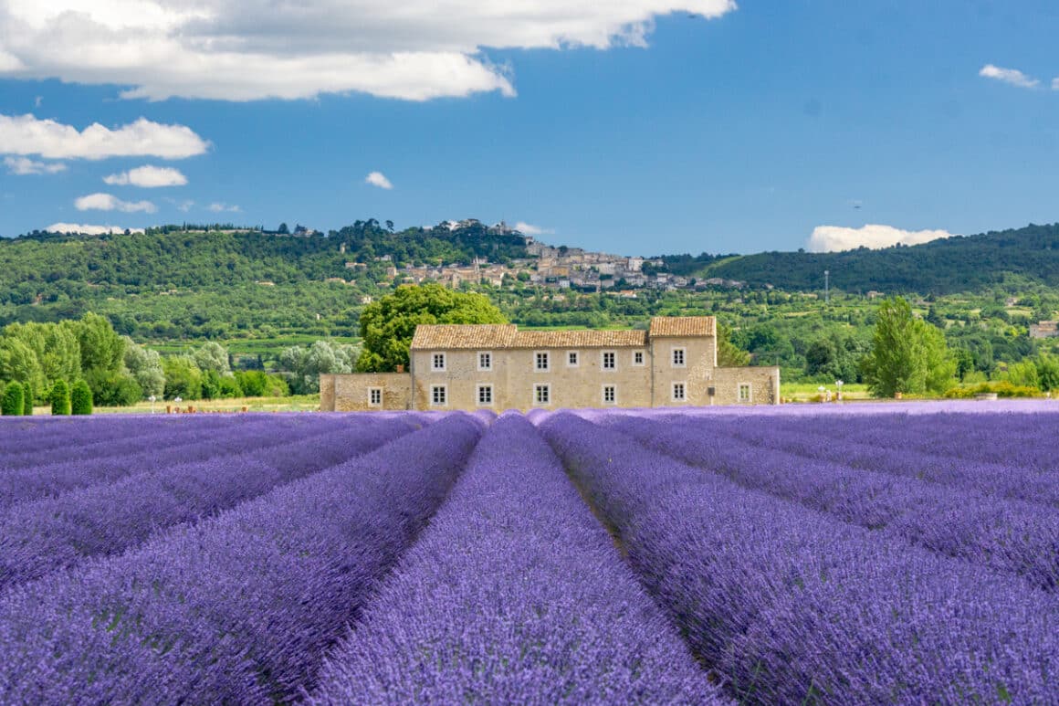Lavender in the south of France