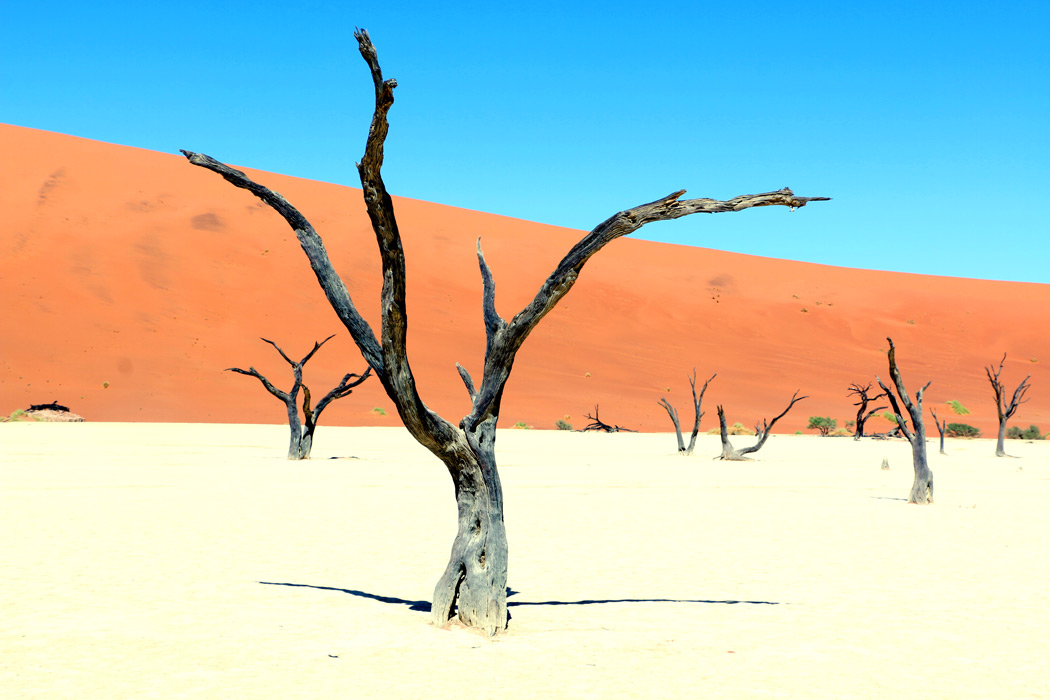 Trees in the Sossusvlei Desert Nambia