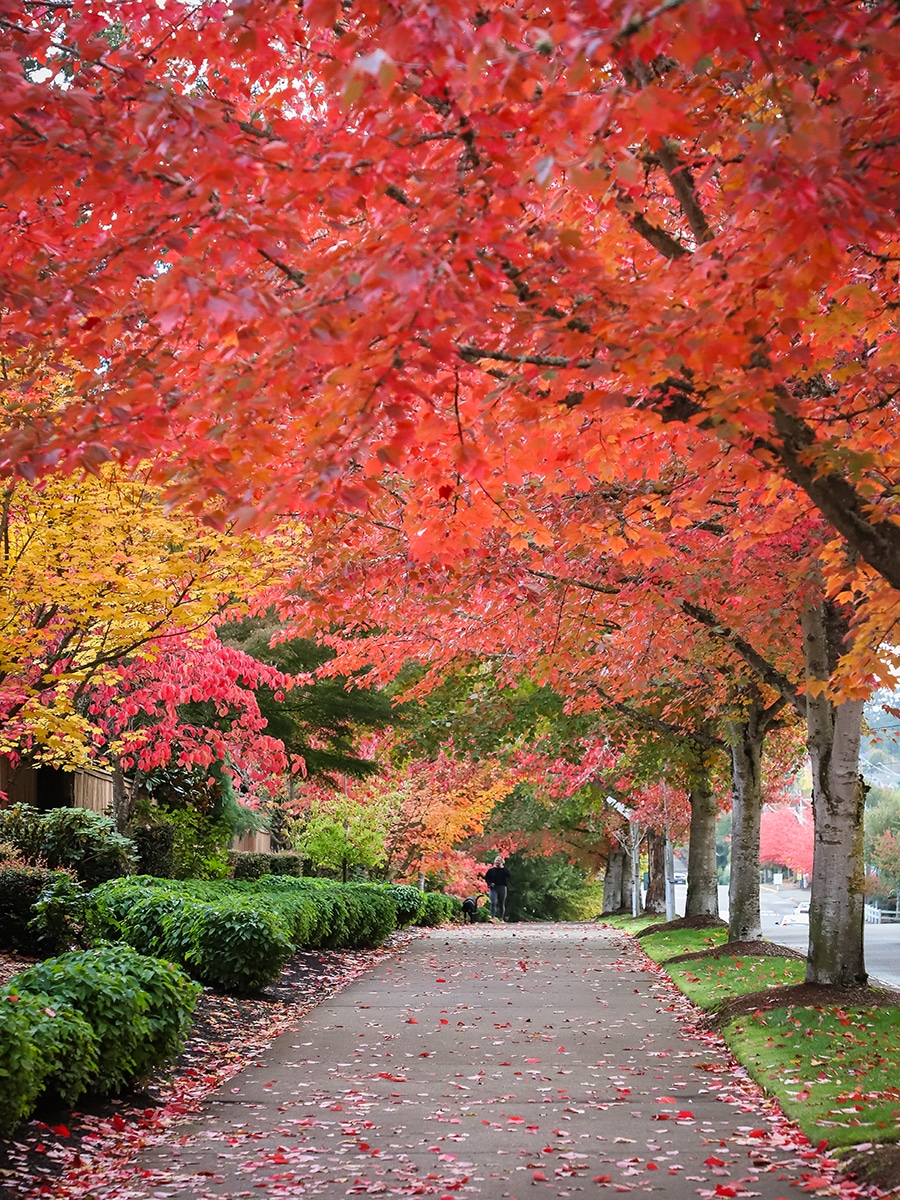 bright colored fall foliage in Sherwood, Oregon