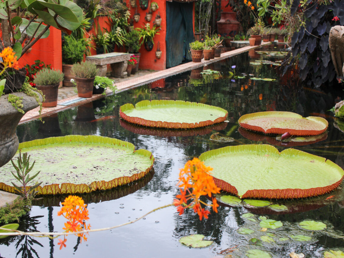 the koi pond at Vallarta Botanical Gardens