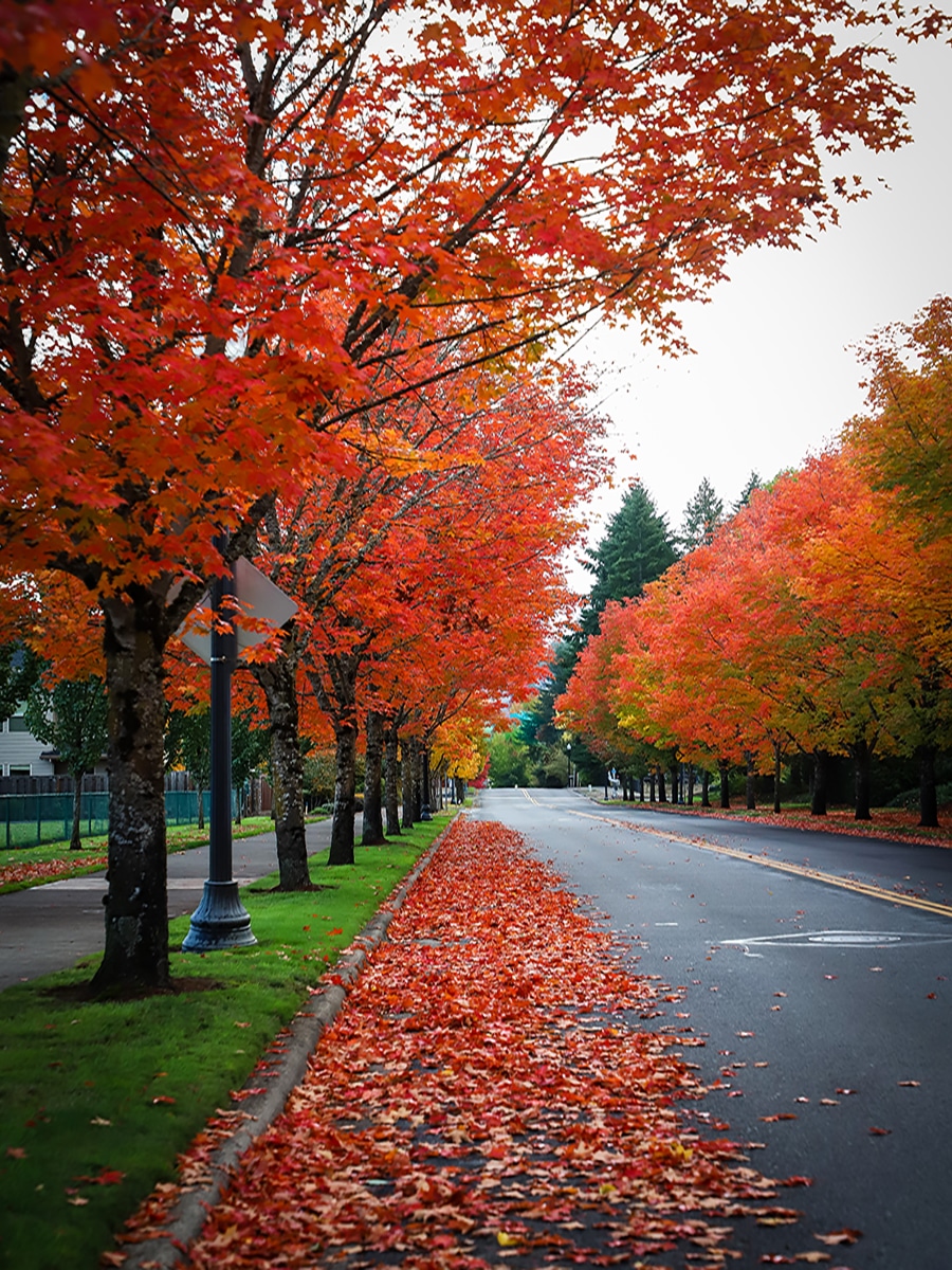 bright colored trees in Sherwood, Oregon
