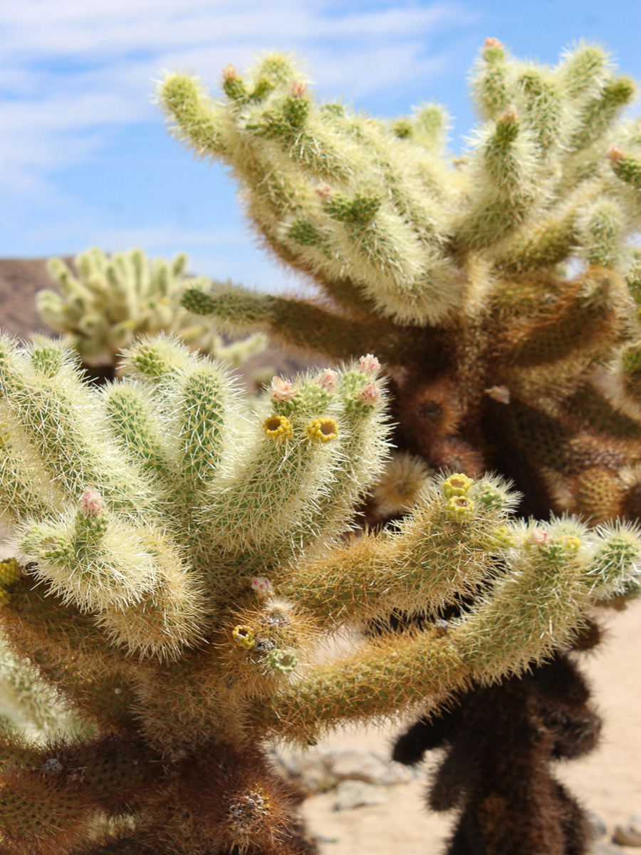 cholla cactus in front of mountains in Joshua Tree National Park