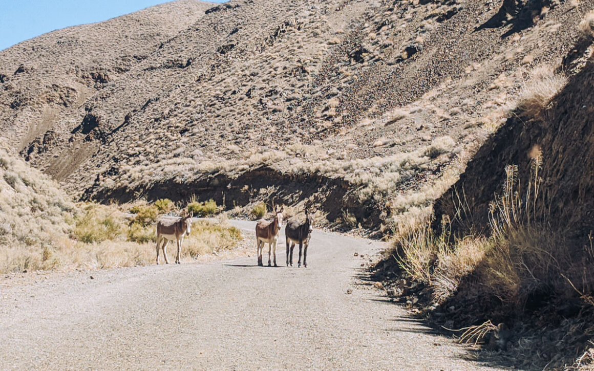 burros in Death Valley National Park