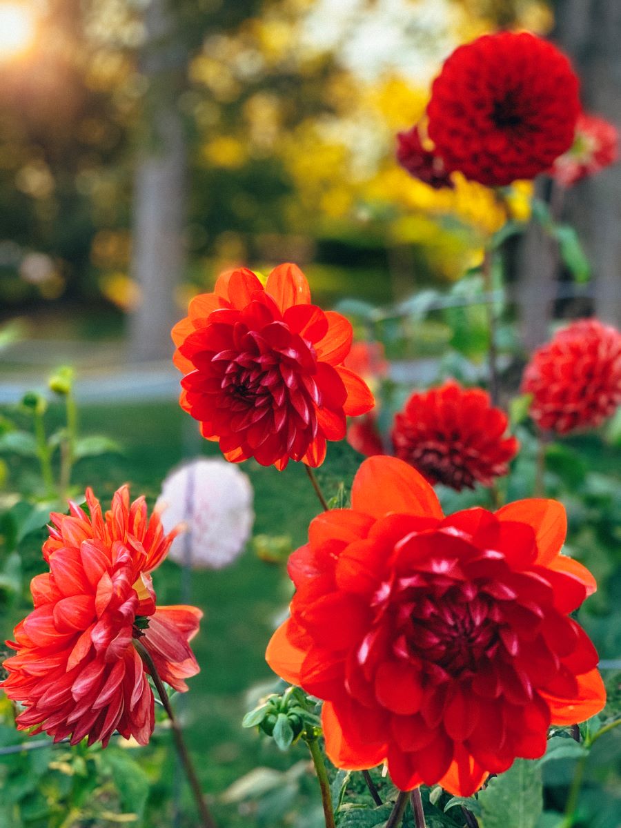red flowers at Halifax Public Gardens