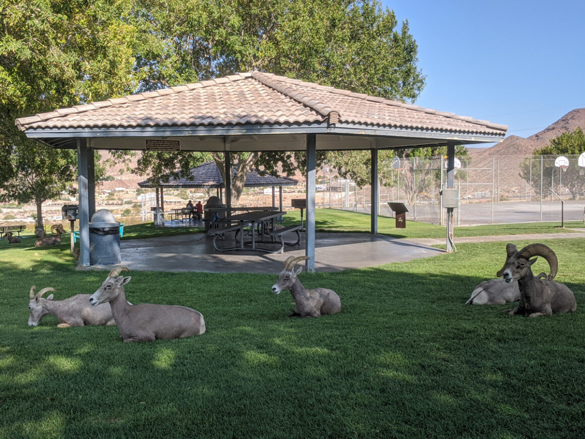 big horn sheep in Hemenway Park Boulder City, Nevada