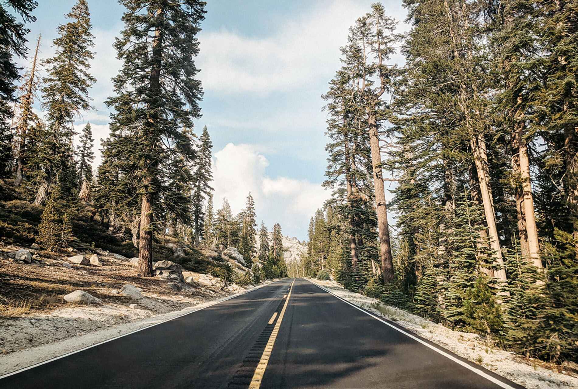 road in Yosemite with trees all around