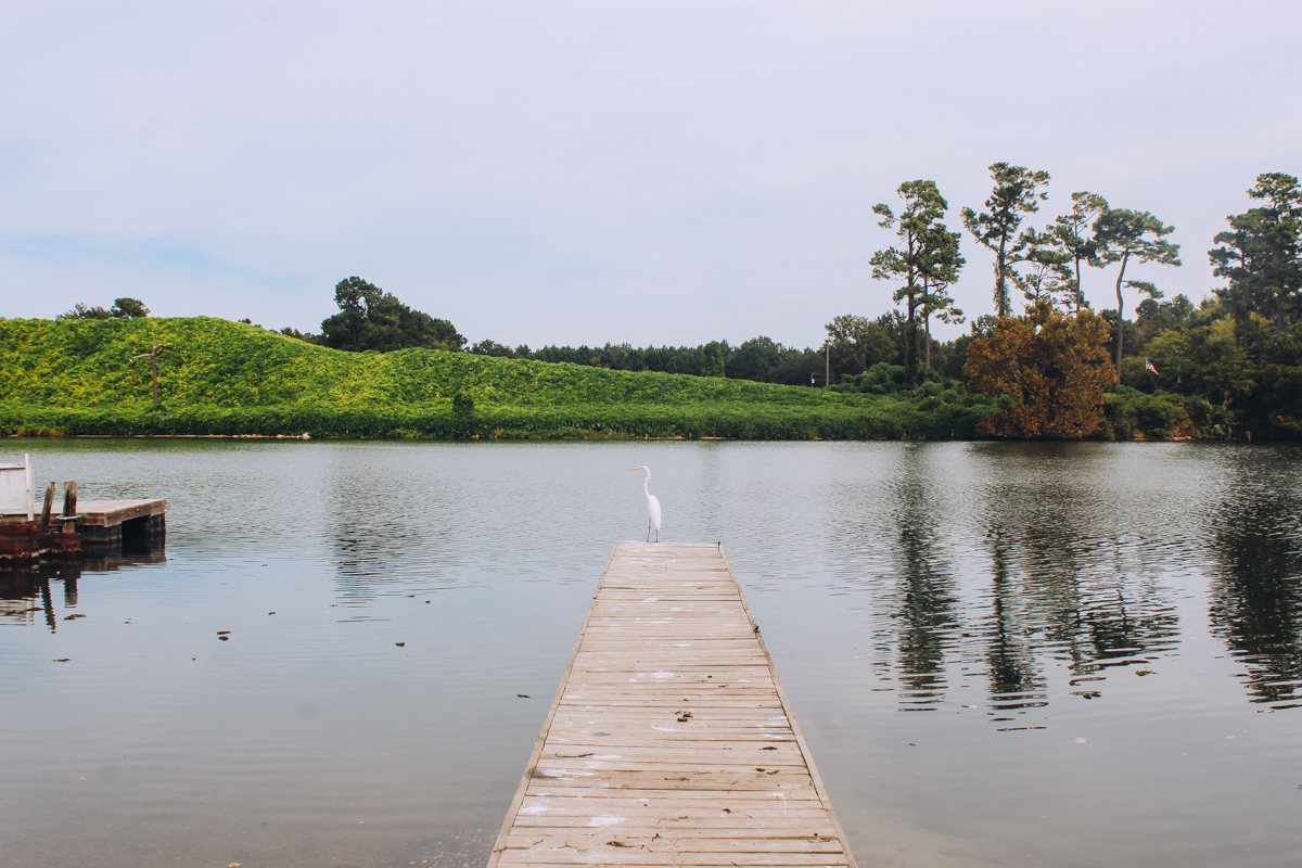 Along the Santee Canal in Cross, Berkeley County, SC