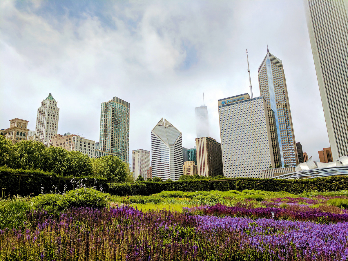 Purple flowers in Lurie Garden, Chicago in the Spring