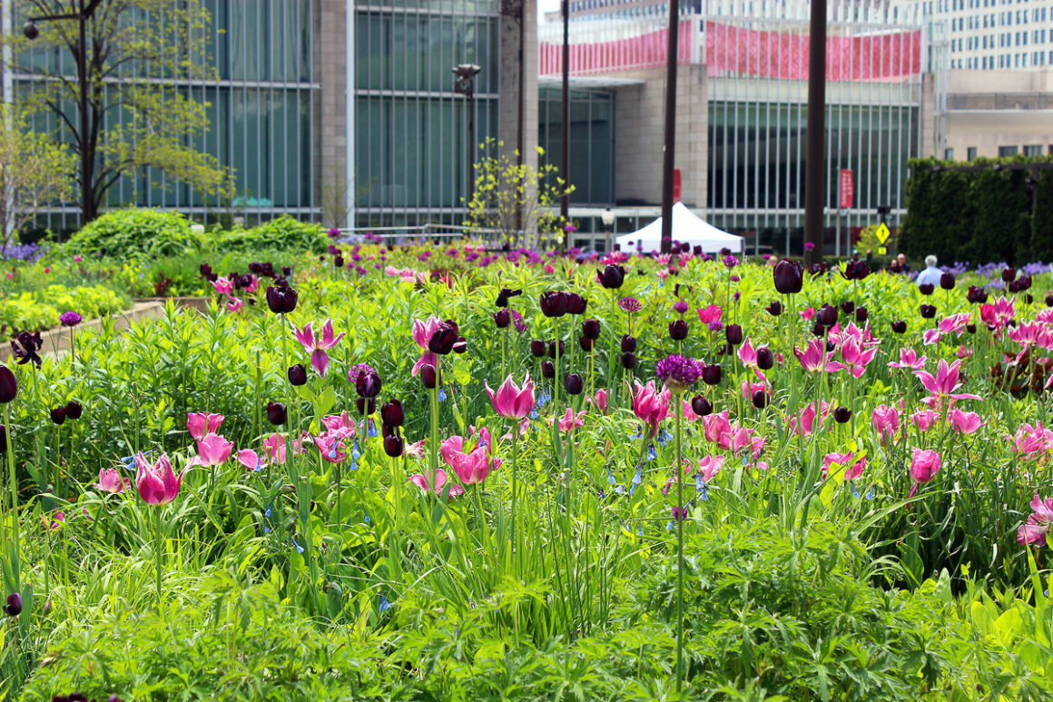 See pink and purple tulips in Lurie Garden Millennium Park - when you visit Chicago in the spring