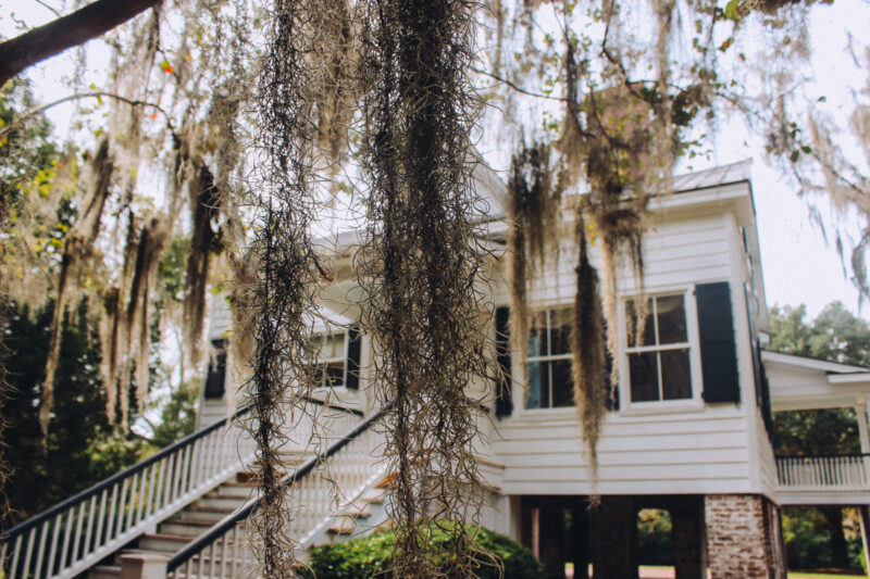 Spanish moss hangs from a tree at Stony Landing in Berkeley County, SC