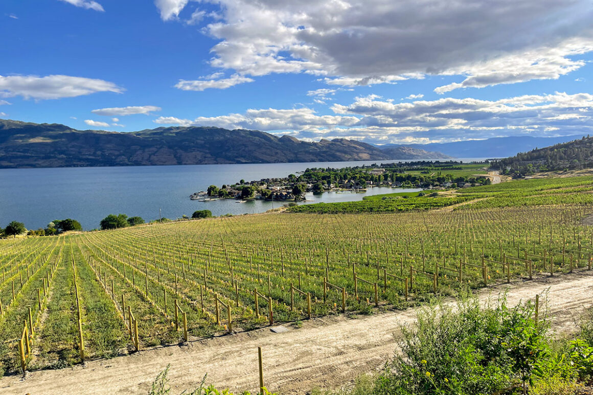 A row of grapes in a vineyard in Kelowna, Canada perfect for solo female travelers