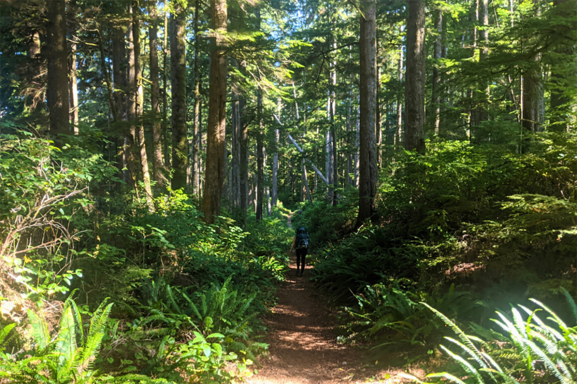 Woman on a hiking trail in a lush green forest