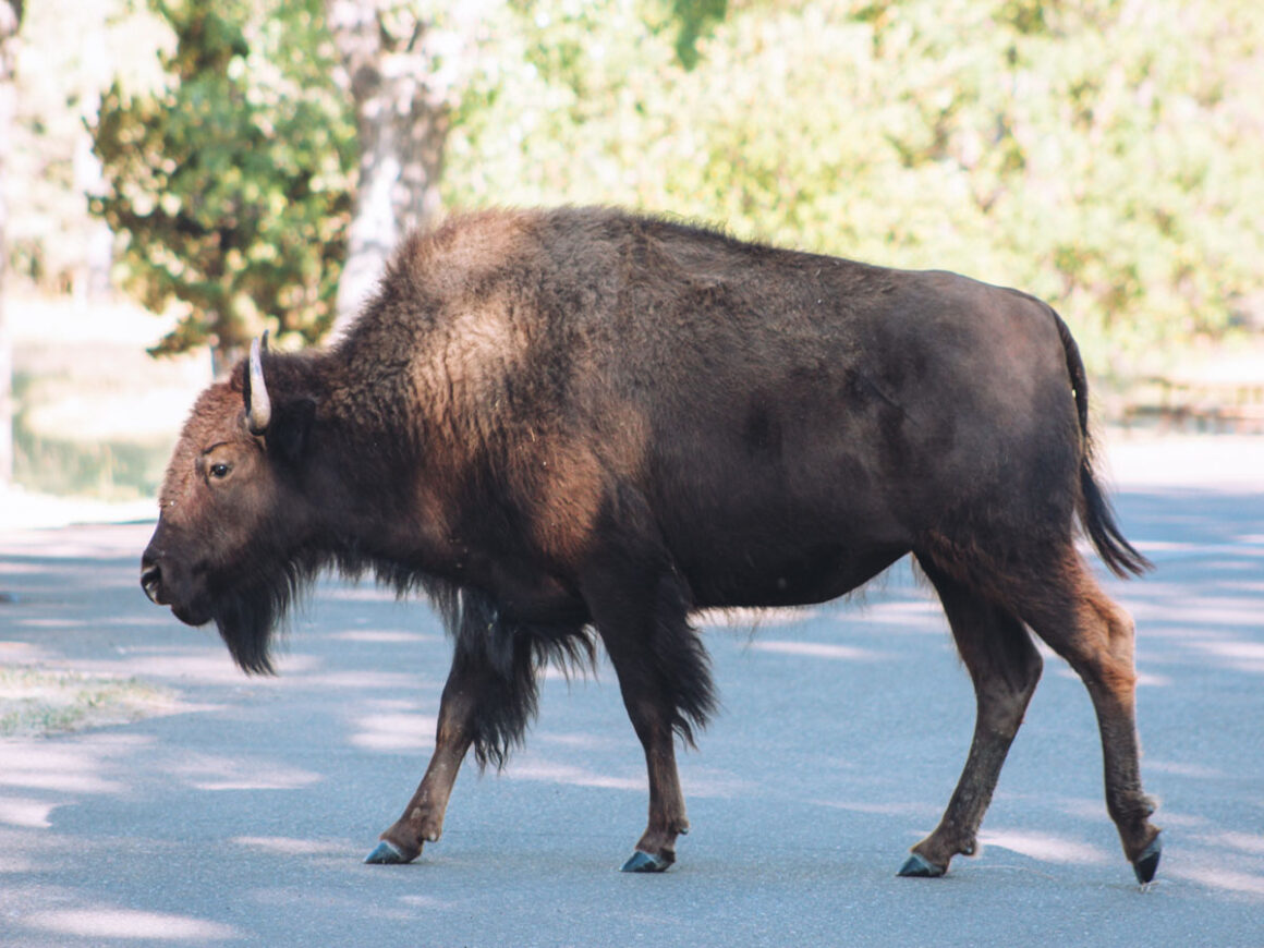 Bison at Theodore Roosevelt National Park