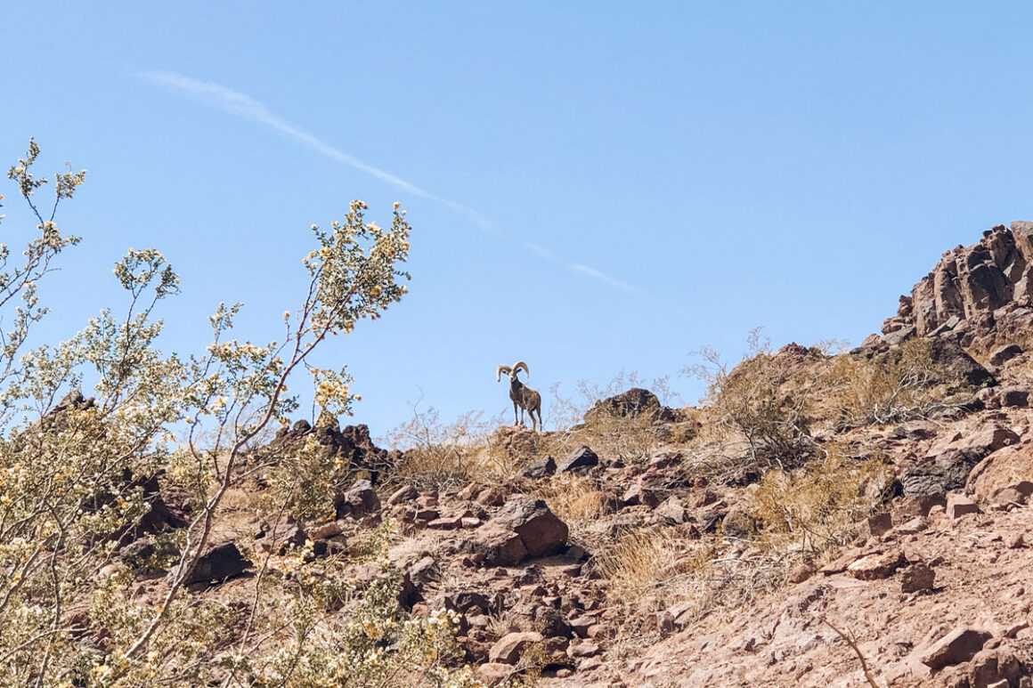 Big horn sheep amongst the rocks in Lake Mead National Recreation Area