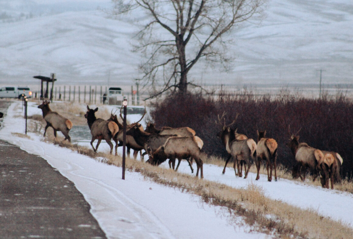 A herd of elk along the road near Jackson, Wyoming