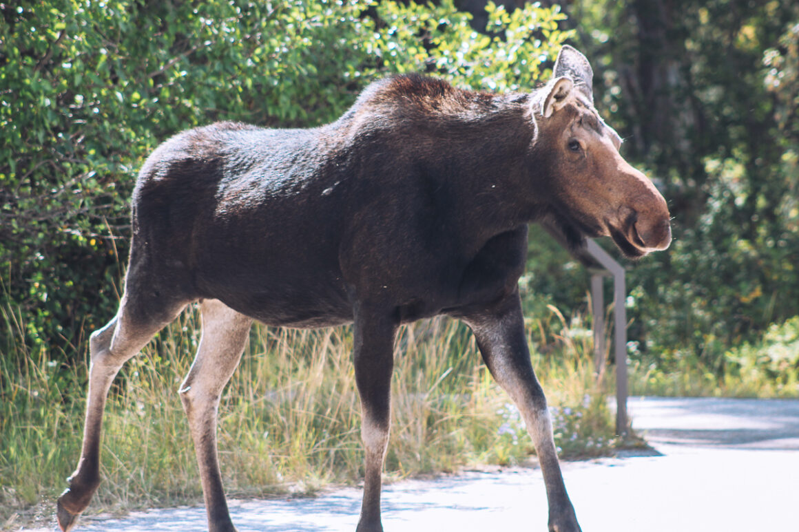 A brown moose on the road in Grand Teton National Park