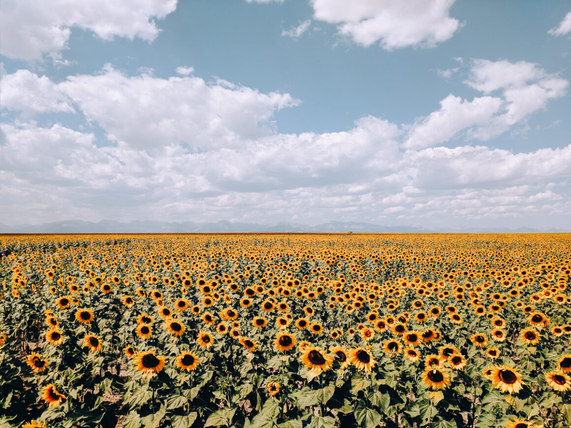 A field of bright yellow sunflowers along the road in Montana