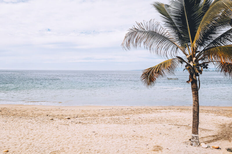 a palm tree along the beach in Puerto Vallarta