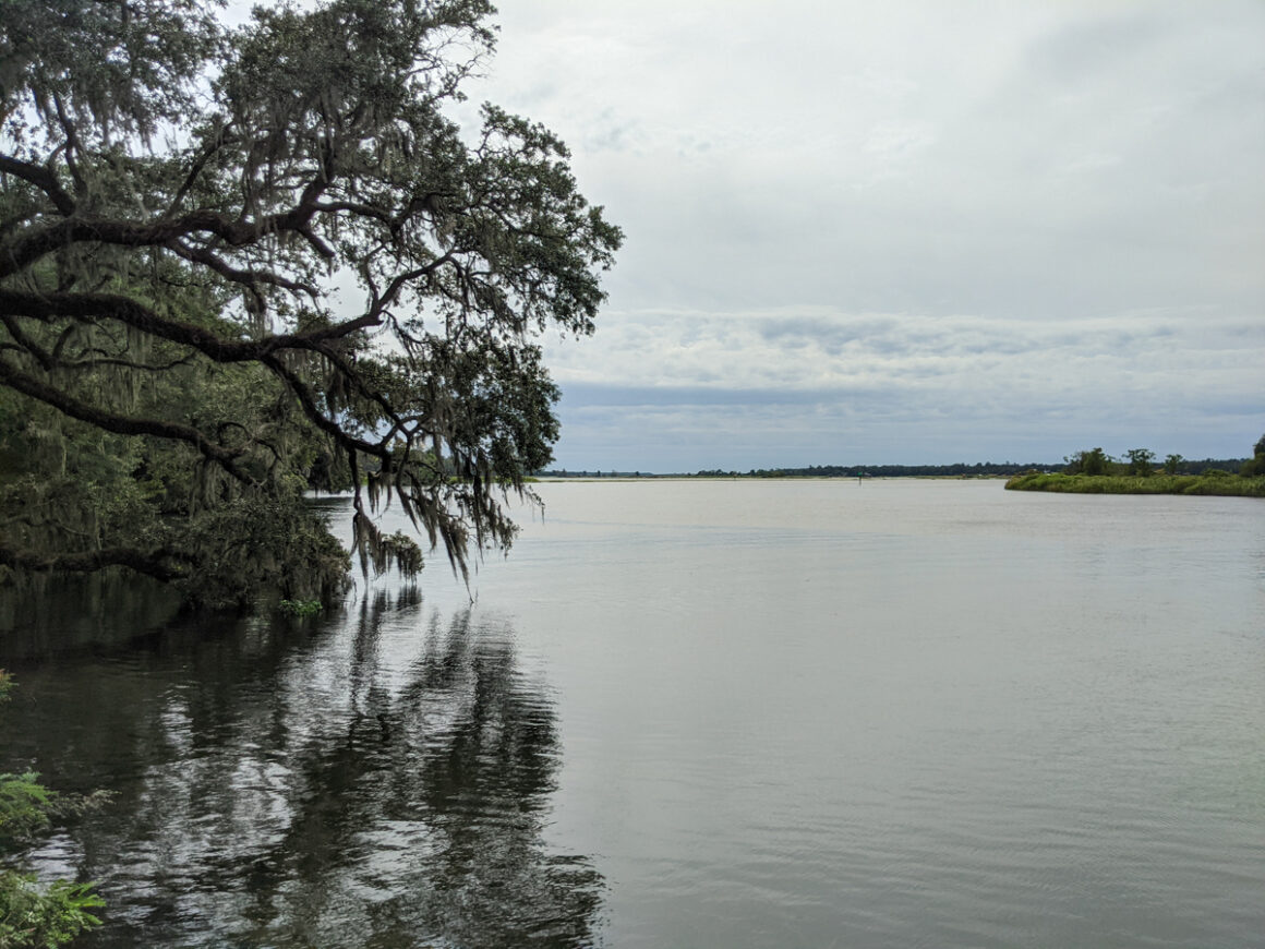 A tree with moss and the Cooper River from the banks near Mepkin Abbey, Berkeley County, SC 