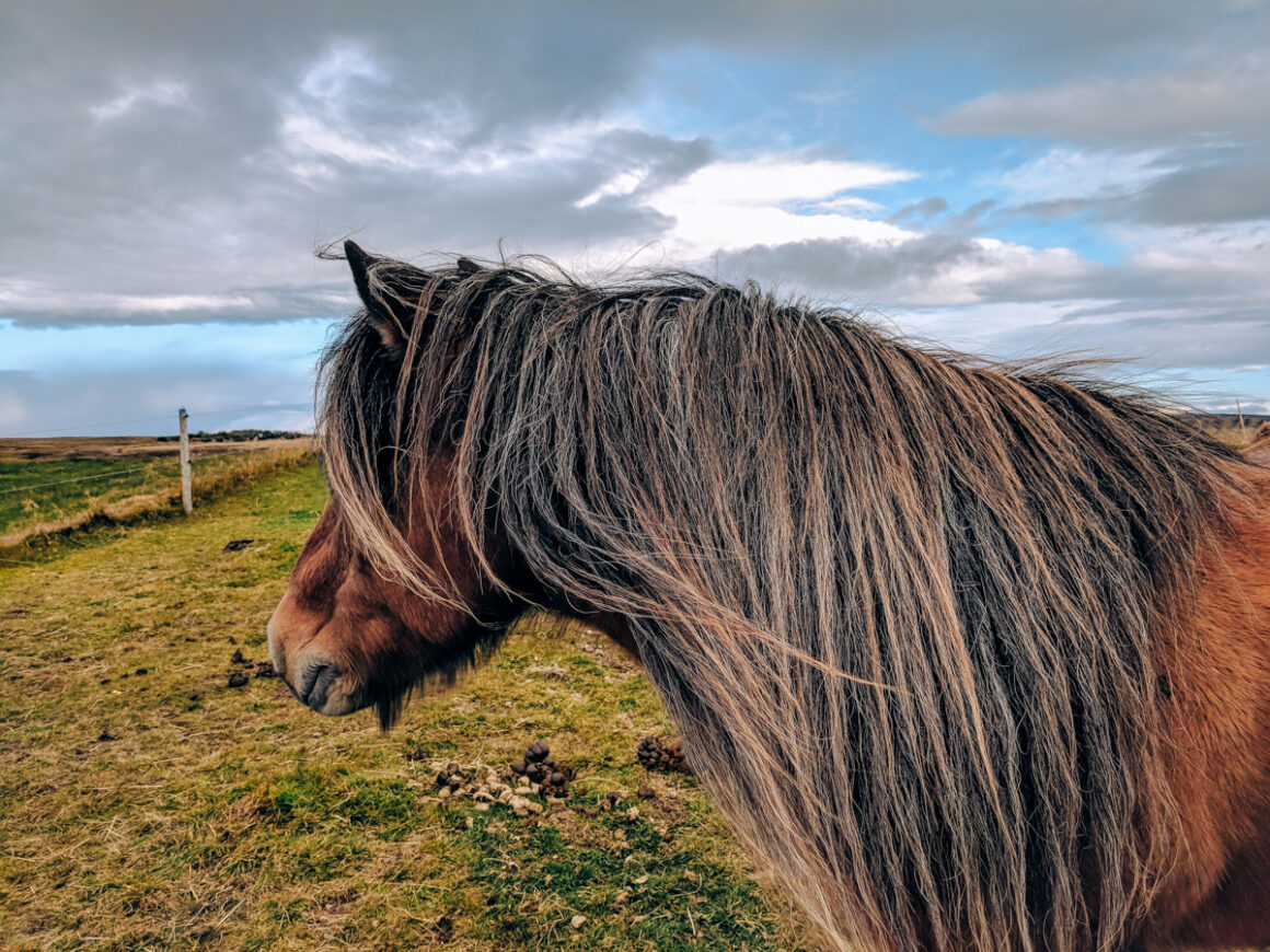 A brown horse with a long mane in a field along the Golden Circle, Iceland